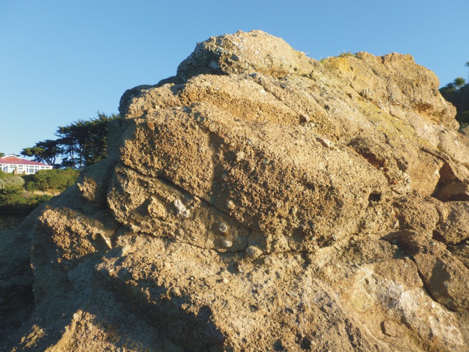 Quarantine Island Kamau Taurua